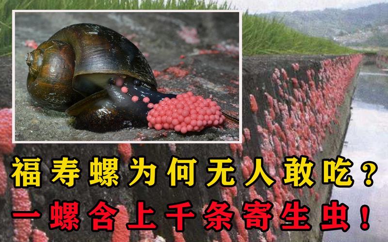 新澳最新版精准特和自来水中含活体虫与自来水中含活体虫吗