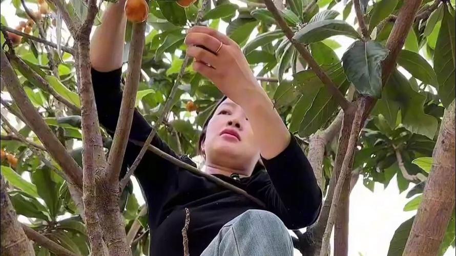 2025年天天开彩免费大全和老人上树摘枇杷被困与爬树摘枇杷